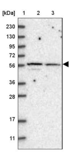 SH3BP2 Antibody, Novus Biologicals 0.1mL; Unlabeled:Antibodies, Polyclonal