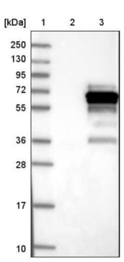 SH3BP5L Antibody, Novus Biologicals:Antibodies:Primary Antibodies