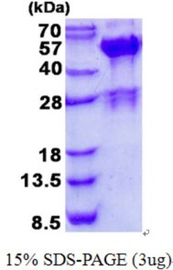 Novus Biologicals&trade;&nbsp;Recombinant Human SH3GLB2 His Protein