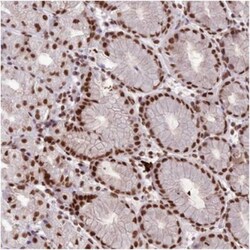 SH3MD4 Antibody, Novus Biologicals:Antibodies:Primary Antibodies