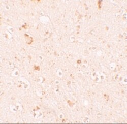 SH3RF2 Antibody - BSA Free, Novus Biologicals 0.025 mg, Unconjugated:Antibodies,