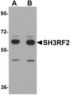 SH3RF2 Antibody - BSA Free, Novus Biologicals:Antibodies:Primary Antibodies