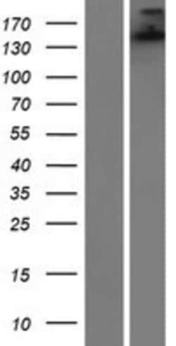 Novus Biologicals™ SH3TC1 Overexpression Lysate