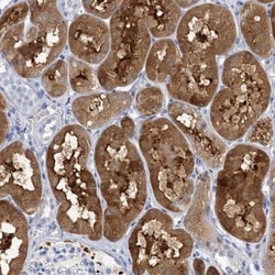 SH3YL1 Antibody, Novus Biologicals:Antibodies:Primary Antibodies