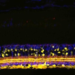 SHANK1 Antibody - BSA Free, Novus Biologicals:Antibodies:Primary Antibodies
