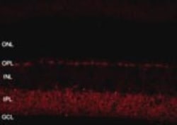 SHANK1 Antibody - BSA Free, Novus Biologicals:Antibodies:Primary Antibodies