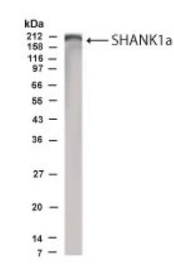 SHANK1 Antibody - BSA Free, Novus Biologicals:Antibodies:Primary Antibodies