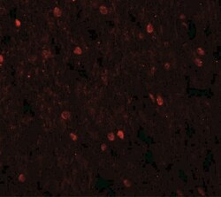 SHANK3 Antibody - BSA Free, Novus Biologicals 0.025 mg, Unlabeled:Antibodies,