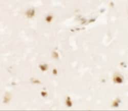 SHANK3 Antibody - BSA Free, Novus Biologicals 0.025 mg, Unlabeled:Antibodies,