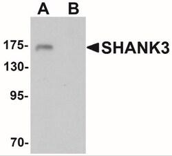 SHANK3 Antibody - BSA Free, Novus Biologicals 0.025 mg, Unlabeled:Antibodies,