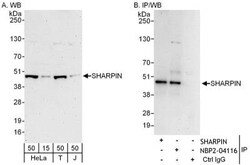 SHARPIN Antibody, Novus Biologicals 0.1mg; Unlabeled:Antibodies, Polyclonal