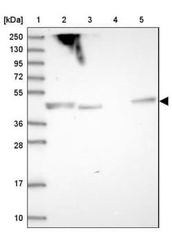 SHARPIN Antibody, Novus Biologicals 0.1mL; Unlabeled:Antibodies, Polyclonal