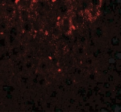 SHBG Antibody - BSA Free, Novus Biologicals:Antibodies:Primary Antibodies