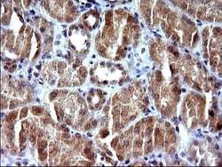 SHBG Antibody (OTI1H10), Novus Biologicals 0.1mL; Unlabeled:Antibodies,