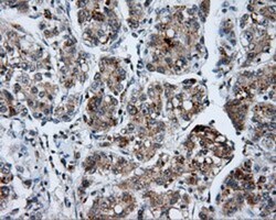 SHC1 Antibody (OTI3A1), Novus Biologicals 0.1mL; Unlabeled:Antibodies,