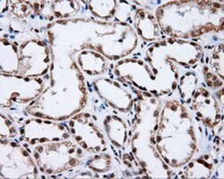 SHC1 Antibody (OTI3A1), Novus Biologicals 0.1mL; Unlabeled:Antibodies,