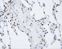 SHC1 Antibody (OTI3A1), Novus Biologicals 0.1mL; Unlabeled:Antibodies,