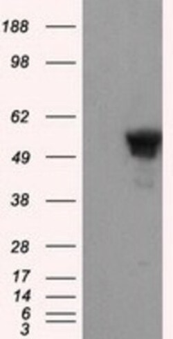 SHC1 Antibody (OTI3A1), Novus Biologicals 0.1mL; Unlabeled:Antibodies,