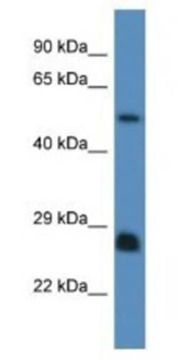 SHC3 Antibody, Novus Biologicals:Antibodies:Primary Antibodies