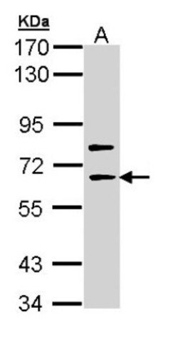 SHC4 Antibody, Novus Biologicals 0.1mL; Unlabeled:Antibodies, Polyclonal
