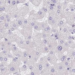 SHCBP1 Antibody, Novus Biologicals 0.1mL; Unlabeled:Antibodies, Polyclonal