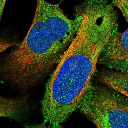 SHCBP1L Antibody, Novus Biologicals 0.1mL; Unlabeled:Antibodies, Polyclonal