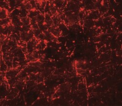 Shisa-4 Antibody - BSA Free, Novus Biologicals 0.05mg; Unlabeled:Antibodies,