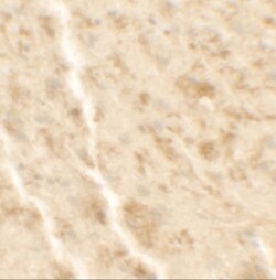 Shisa-4 Antibody - BSA Free, Novus Biologicals 0.05mg; Unlabeled:Antibodies,