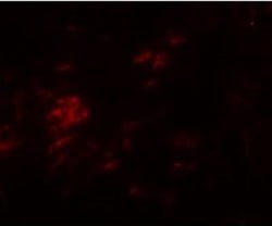 SHISA9 Antibody - BSA Free, Novus Biologicals 0.1 mg | Buy Online | Novus Biologicals | Fisher Scientific
