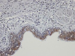 SHKBP1 Antibody, Novus Biologicals 0.1mg; Unlabeled:Antibodies, Polyclonal