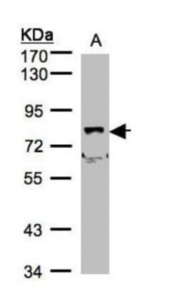 SHKBP1 Antibody, Novus Biologicals 0.1mg; Unlabeled:Antibodies, Polyclonal