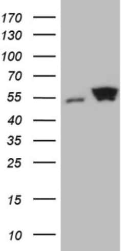 SHMT2 Antibody (OTI3E9), Novus Biologicals 0.1mL; Unlabeled:Antibodies,