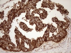 SHMT2 Antibody (OTI3E9), Novus Biologicals 0.1mL; Unlabeled:Antibodies,