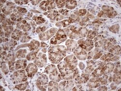 SHMT2 Antibody (OTI3E9), Novus Biologicals 0.1mL; Unlabeled:Antibodies,