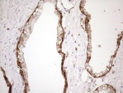 SHMT2 Antibody (OTI3E9), Novus Biologicals 0.1mL; Unlabeled:Antibodies,