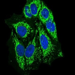 SHP-2/PTPN11 Antibody (6D9) - BSA Free, Novus Biologicals:Antibodies:Primary