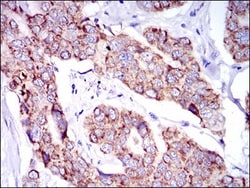 SHP-2/PTPN11 Antibody (6D9) - BSA Free, Novus Biologicals:Antibodies:Primary