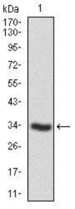 SHP-2/PTPN11 Antibody (6D9) - BSA Free, Novus Biologicals:Antibodies:Primary