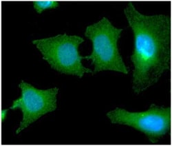 Ribosome maturation protein SBDS Antibody (1E8) - BSA Free, Novus Biologicals