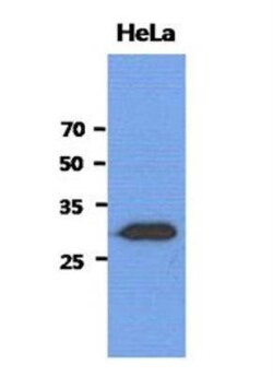Ribosome maturation protein SBDS Antibody (1E8) - BSA Free, Novus Biologicals