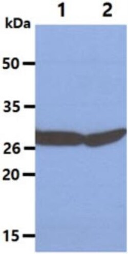 Ribosome maturation protein SBDS Antibody (1E8) - BSA Free, Novus Biologicals