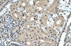 Ribosome maturation protein SBDS Antibody, Novus Biologicals:Antibodies:Primary
