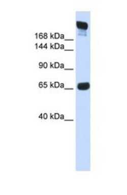 SI Sucrase-Isomaltase Antibody, Novus Biologicals 100 &mu;L | Buy Online | Novus Biologicals | Fisher Scientific