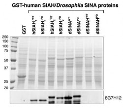 SIAH1/2 Antibody (8G7H12), Novus Biologicals 0.125mL; Unlabeled:Antibodies,