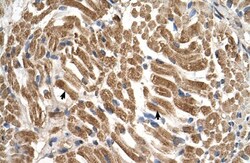 Sialin/SLC17A5 Antibody, Novus Biologicals 0.05mg; Unlabeled:Antibodies,