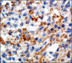 Siglec-1/CD169 Antibody (HSn 7D2) - BSA Free, Novus Biologicals 0.025mL;
