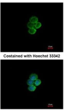 Siglec-7/CD328 Antibody, Novus Biologicals 0.1 mL | Buy Online | Novus Biologicals | Fisher Scientific