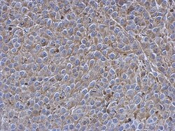 Siglec-7/CD328 Antibody, Novus Biologicals 0.1 mL | Buy Online | Novus Biologicals | Fisher Scientific