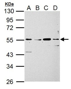 Siglec-7/CD328 Antibody, Novus Biologicals 0.1 mL | Buy Online | Novus Biologicals | Fisher Scientific