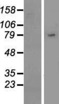 Novus Biologicals&trade;&nbsp;Siglec-10 Overexpression Lysate